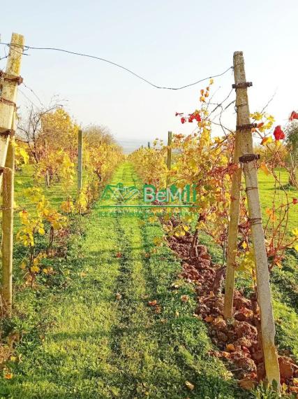 Predaj viničného domu s vinohradom - Čaka (042-12-HEKA)