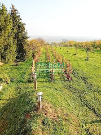 Predaj viničného domu s vinohradom - Čaka (042-12-HEKA)