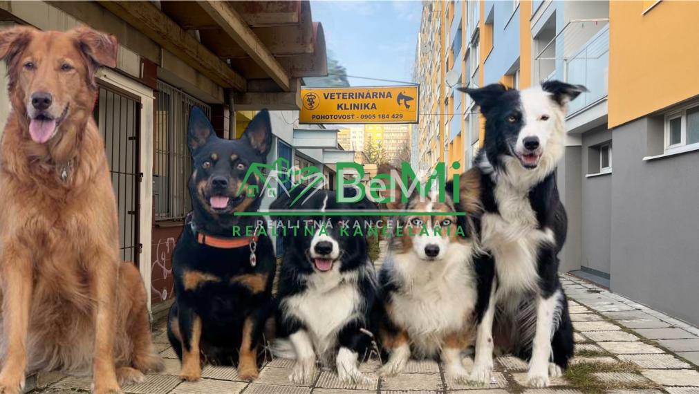 Odstúpenie - salónik - strihanie psíkov Sásová,Banská Bystrica