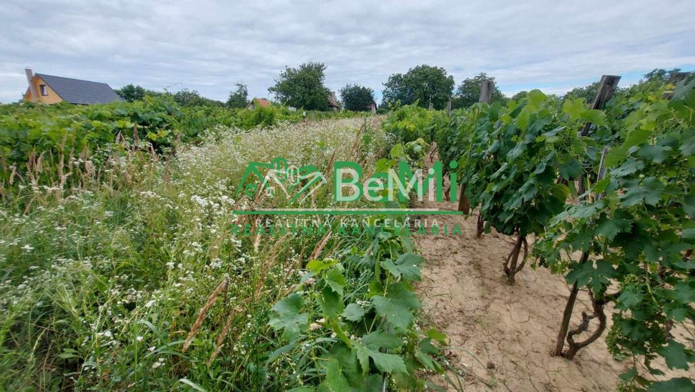 Predaj vinica podiel 1/4 Čechynce pri Nitre, (180-13-ERF)