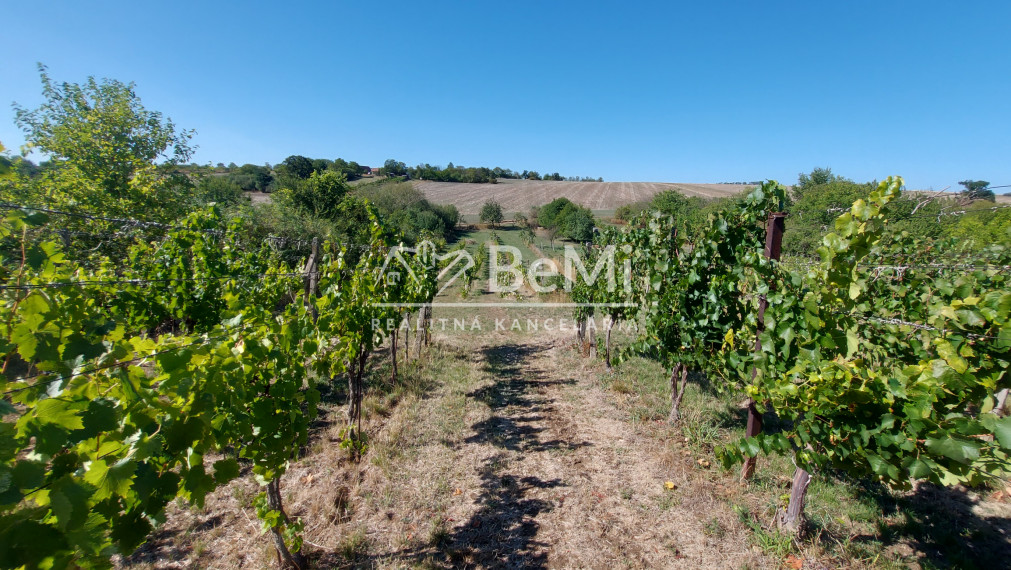 Predaj viničný domček s veľkým pozemkom 3829m2, Vráble(255-13-JUF)