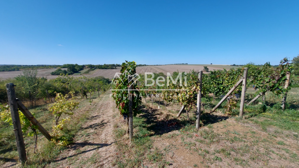 Predaj viničný domček s veľkým pozemkom 3829m2, Vráble(255-13-JUF)