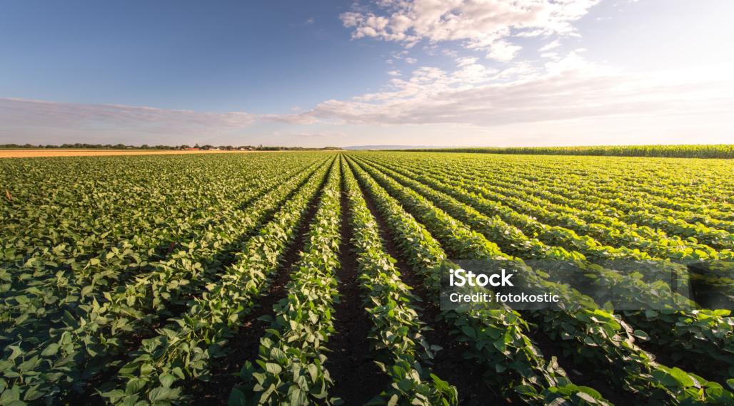 Pozemok Veľké Leváre