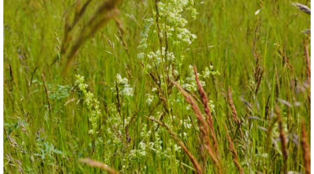 Predaj, stavebný pozemok - Jatov (020-14-JANS)