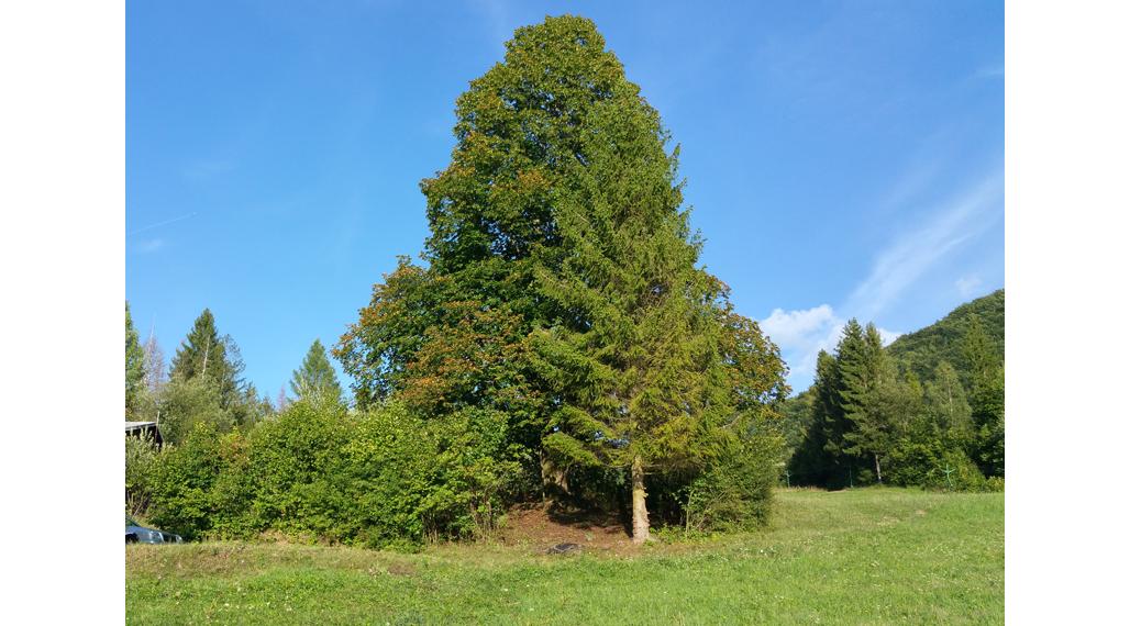 Pozemok na rekreačný objekt v obci Belá, okr. Žilina, 500m2