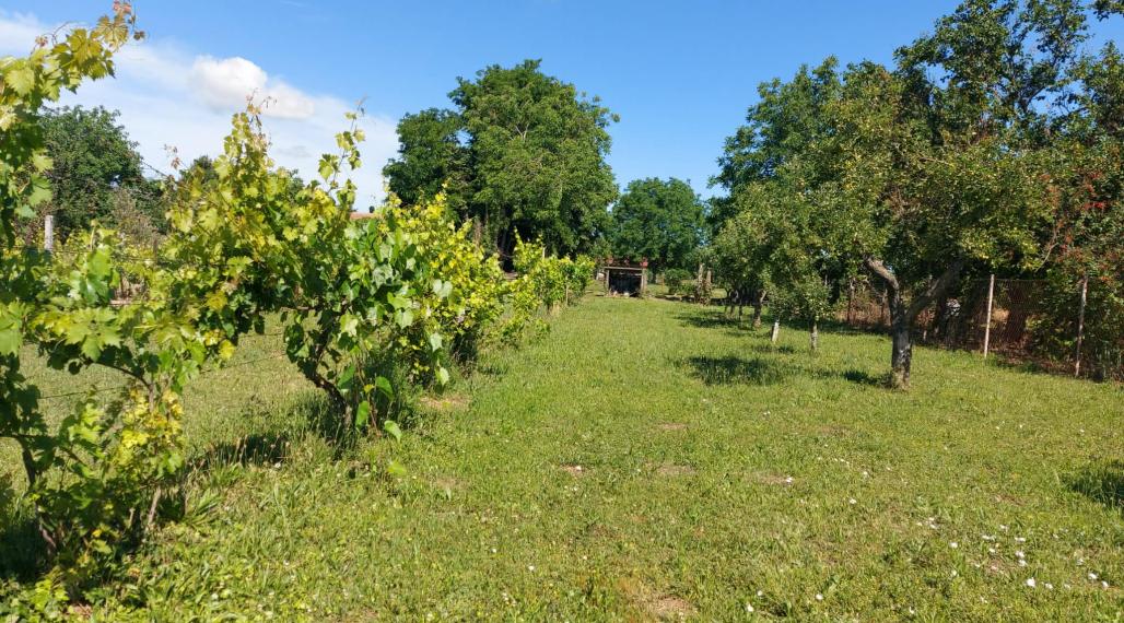 Predaj stavebný pozemok  Štefanovičová pri Nitre(252-14-JUF)