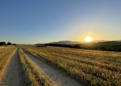 Predaj stavebný pozemok v obci Šútovce (039-14-ZUPIa) - fotografia 6