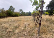 Krásny, veľký pozemok 10 000 m2 s mobilným domom, vinicou a ovocným sadom - Kozárovce (037-14-MIMI) - fotografia 3