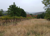 Krásny, veľký pozemok 10 000 m2 s mobilným domom, vinicou a ovocným sadom - Kozárovce (037-14-MIMI) - fotografia 4