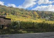 Slnečná vinica a záhrada s chatkou Stará Tura Dubnik - fotografia 17