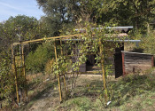 Slnečná vinica a záhrada s chatkou Stará Tura Dubnik - fotografia 11