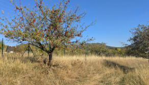 Predaj, rozľahlý pozemok - Nová Baňa (1269-14-AFI) - fotografia 4