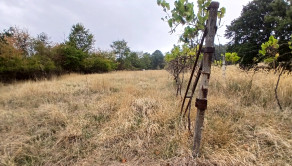 Krásny, veľký pozemok 10 000 m2 s mobilným domom, vinicou a ovocným sadom - Kozárovce (037-14-MIMI) - fotografia 3