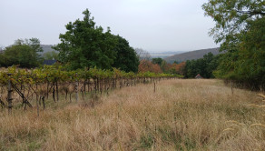 Krásny, veľký pozemok 10 000 m2 s mobilným domom, vinicou a ovocným sadom - Kozárovce (037-14-MIMI) - fotografia 4