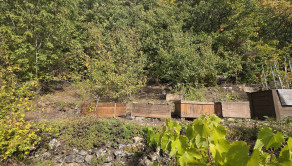 Slnečná vinica a záhrada s chatkou Stará Tura Dubnik - fotografia 13