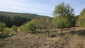 Slnečná vinica a záhrada s chatkou Stará Tura Dubnik - fotografia 14