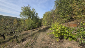 Vinica  s chatkou Stará Tura Dubnik - fotografia 15