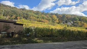 Slnečná vinica a záhrada s chatkou Stará Tura Dubnik - fotografia 17