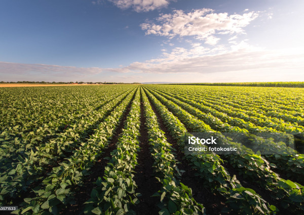 Pozemok Veľké Leváre