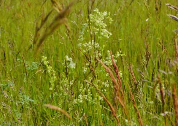 Predaj, stavebný pozemok - Jatov (020-14-JANS)