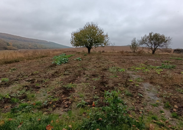 Pozemok 3500 m2 s domom v obci Hernádvecse-39900,-Eur