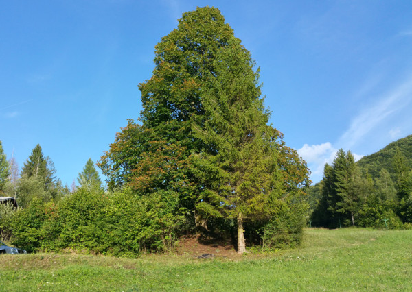 Pozemok na rekreačný objekt v obci Belá, okr. Žilina, 500m2