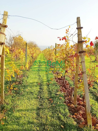 Predaj viničného domu s vinohradom - Čaka (042-12-HEKA) - fotografia 14