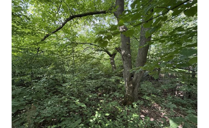 Záhrada na predaj, lokalita Kalvária - fotografia 4