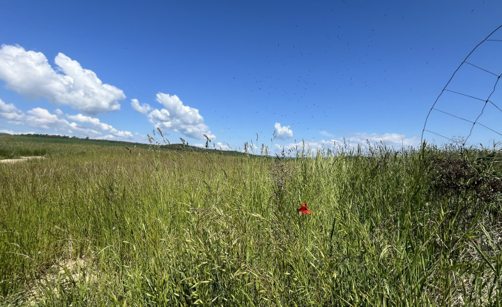 Rovinaté pozemky 7700m2 Sása, Zvolen - fotografia 6