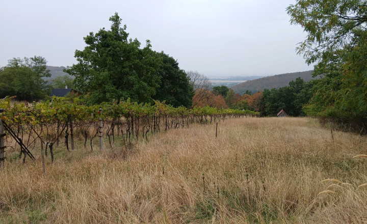 Krásny, veľký pozemok 10 000 m2 s mobilným domom, vinicou a ovocným sadom - Kozárovce (037-14-MIMI) - fotografia 3