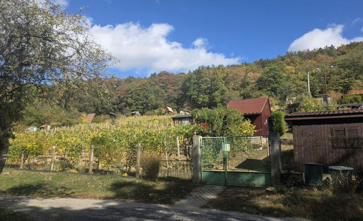 Slnečná vinica a záhrada s chatkou Stará Tura Dubnik - fotografia 15