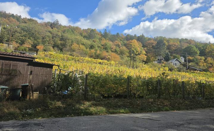 Slnečná vinica a záhrada s chatkou Stará Tura Dubnik - fotografia 16