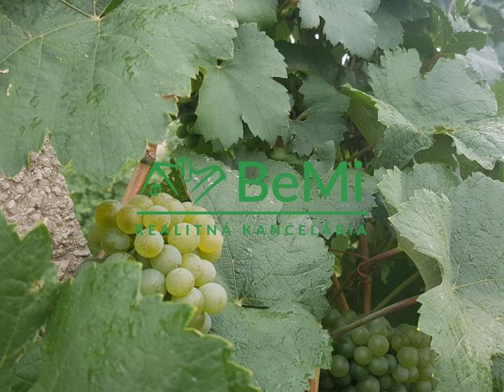 Vinica v čistej prírode - Čaka (042-14-DAR)