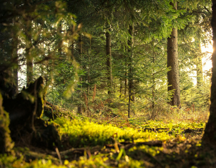 Kúpim trvalý trávnatý porast v Oravskej Jasenici