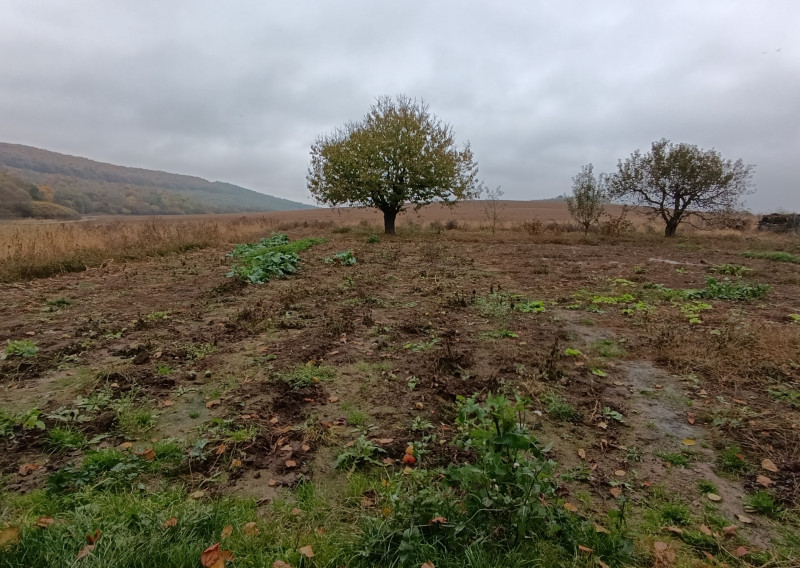 Pozemok 3500 m2 s domom v obci Hernádvecse-39900,-Eur